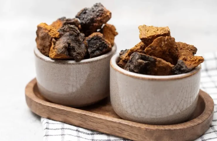 Ein Geschenk aus der Natur: Die heilenden Kräfte des Chaga-Pilzes
