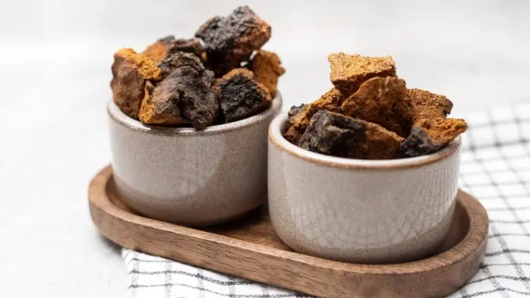 Ein Geschenk aus der Natur: Die heilenden Kräfte des Chaga-Pilzes