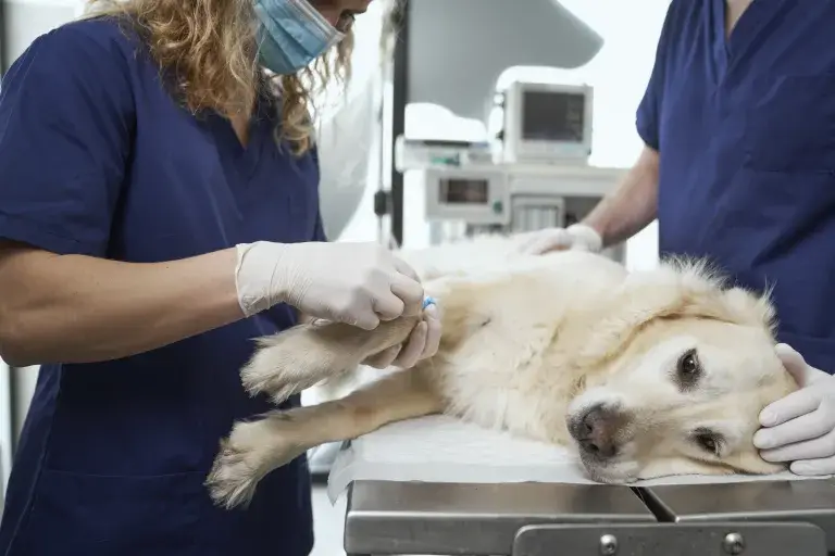 cdl dosierung hund