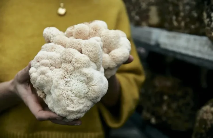 hericium erstverschlimmerung