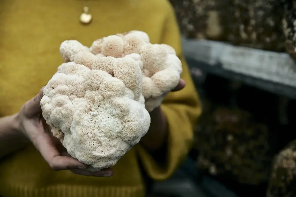 hericium erstverschlimmerung
