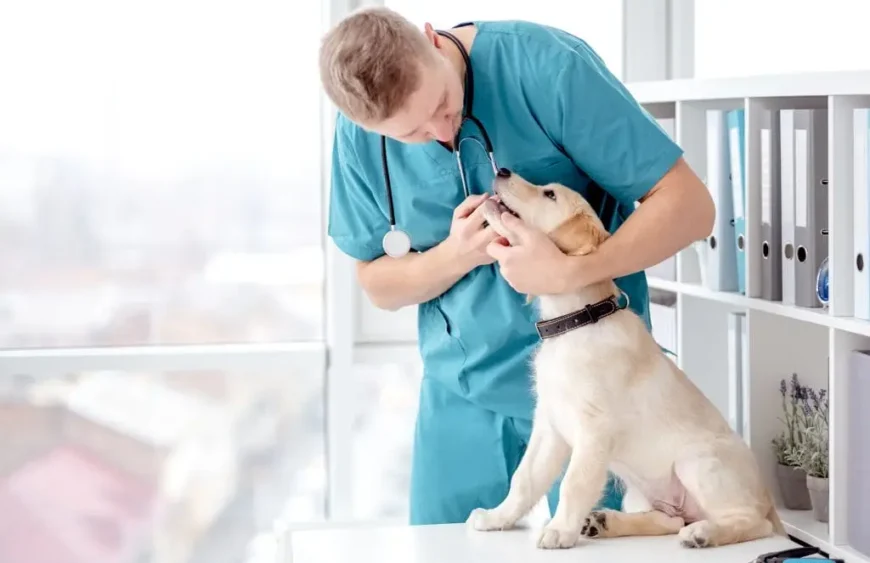 wie wirkt kolloidales silber beim hund?