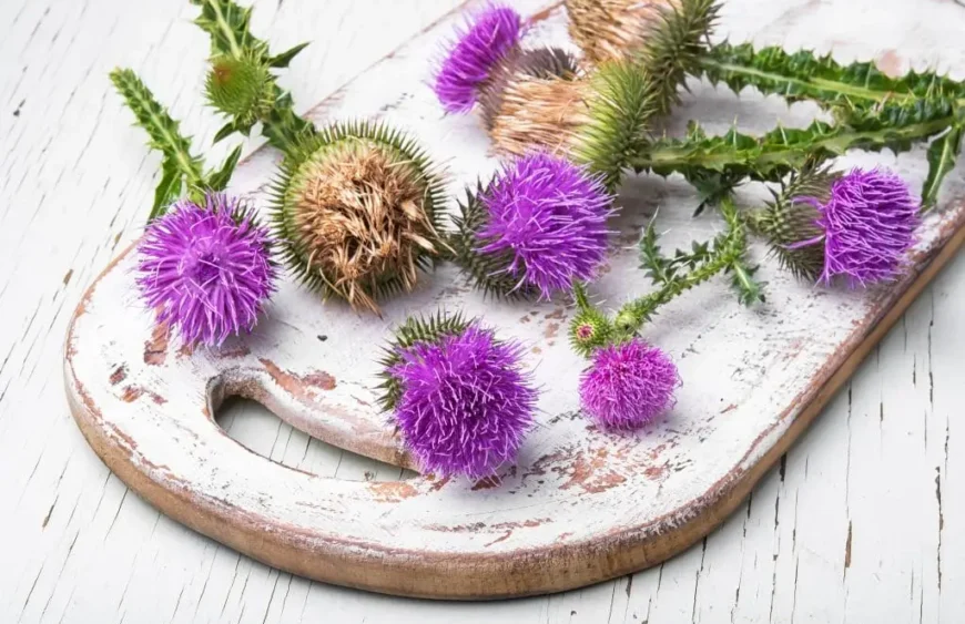 Mariendistel