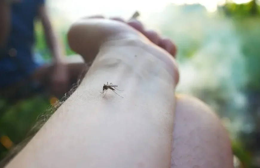 insektenstich
