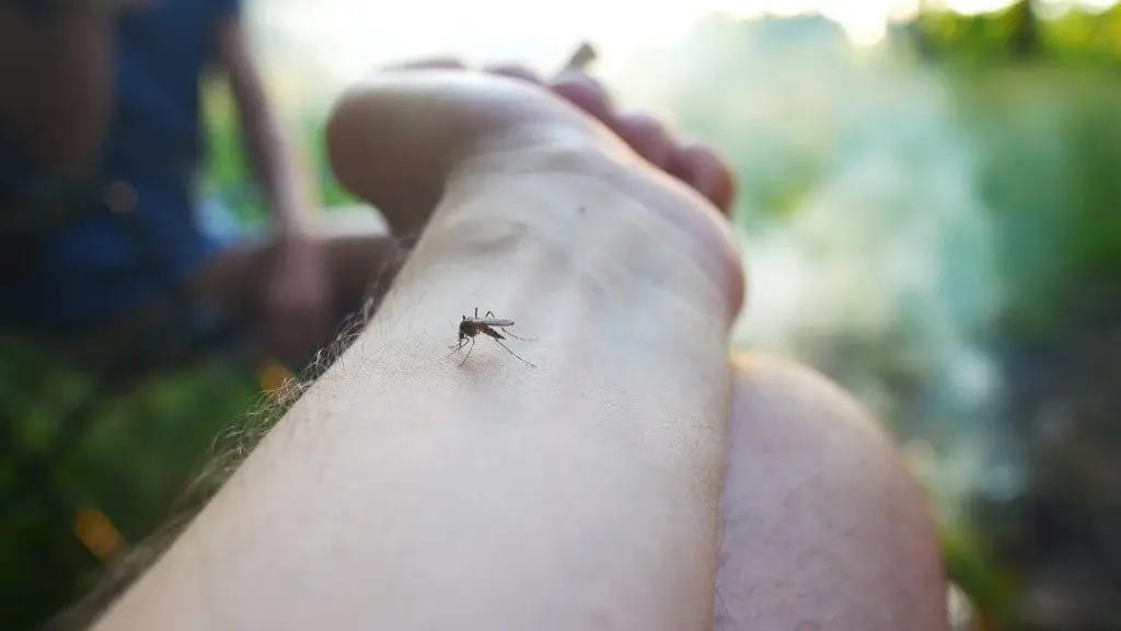 insektenstich