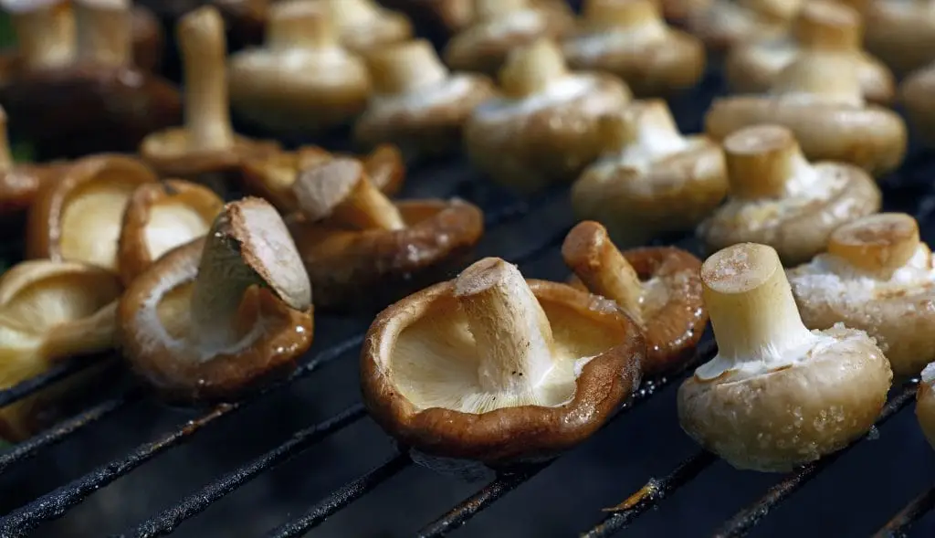 Shiitake-Pilze