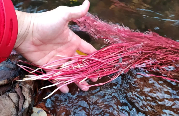 Carrageen