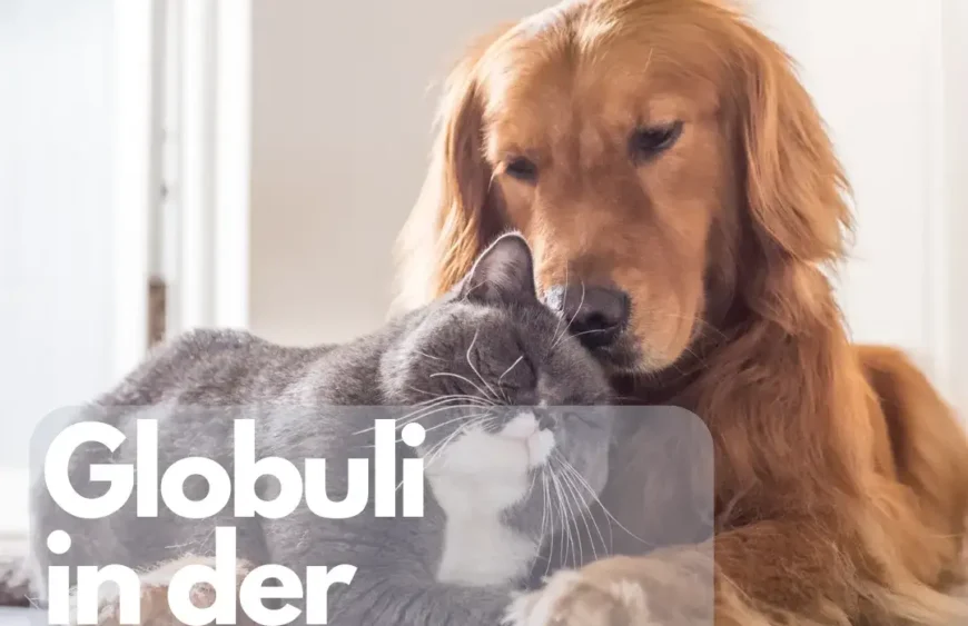 Globuli in der Tiermedizin Anwendung von Globuli für Haustiere und in der Tierheilkunde.