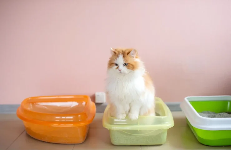 katzen durchfall globuli