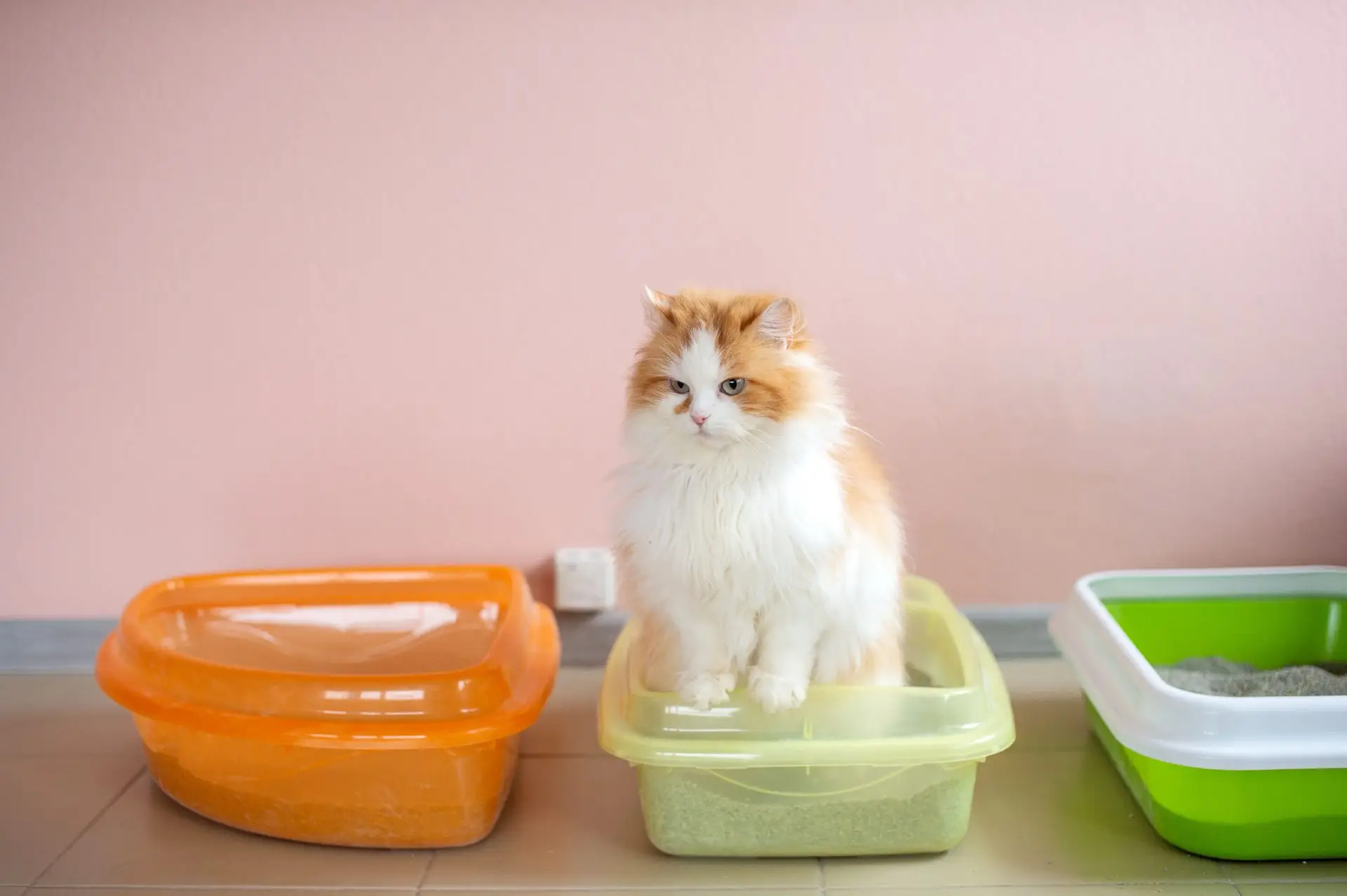 katzen durchfall globuli
