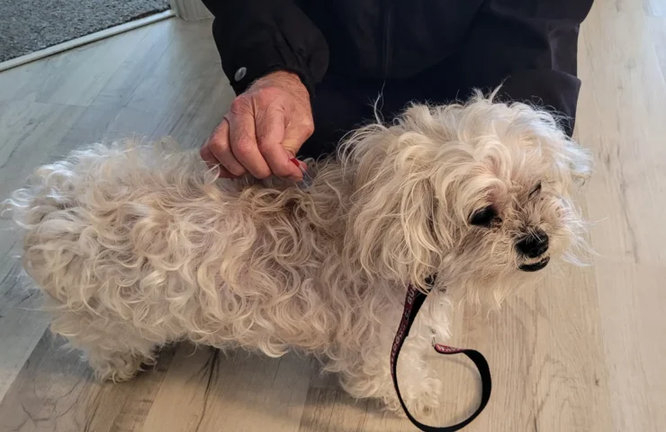DMSO Anwendung Hund äußerlich