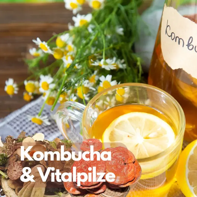 Kombucha und Vitalpilze: