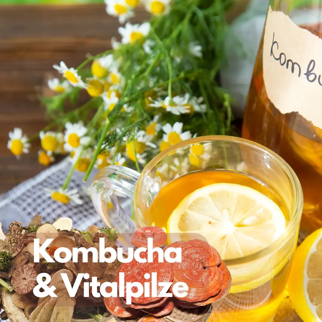 Kombucha und Vitalpilze: