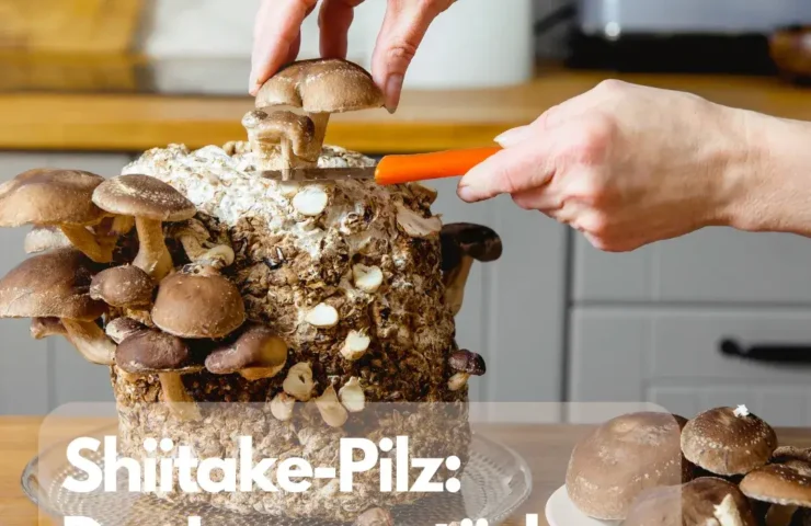 Shiitake-Pilz: Der Immunstärker