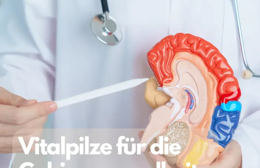 Vitalpilze für die Gehirngesundheit