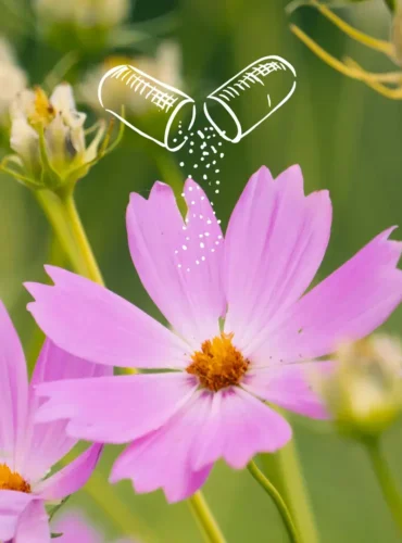 Astragalus ausführlich erklärt: Herkunft, kulturelle Nutzung & traditionelle Bedeutung der berühmten Wurzel. Tiefgehender Artikel mit Hintergrundwissen.